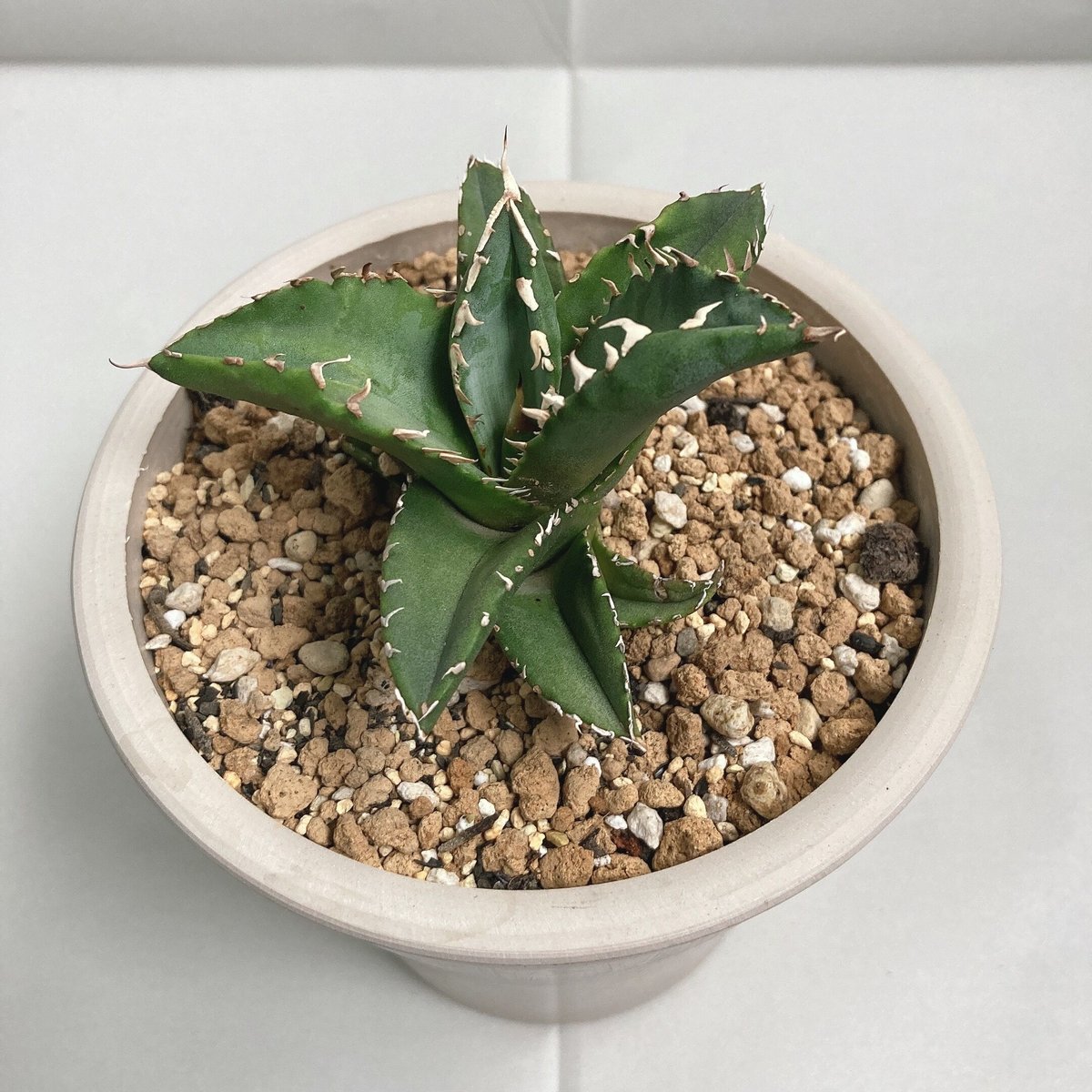 アガベ チタノタ サンバースト（曙斑）希少 | 4S'easons.