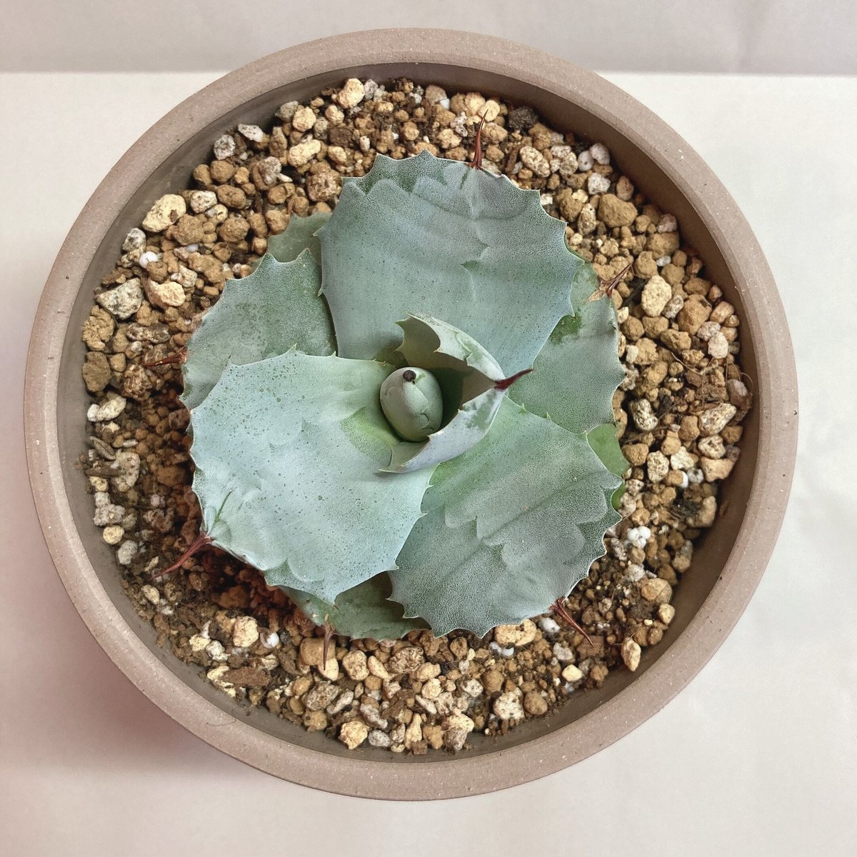 アガベ イシスメンシス ワイドリーフ 丸葉 希少 | 4S'easons.