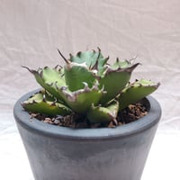 ごくうさま確認用 パラサナ 実生株 アガベ パラサナ 実生株 | 4S'easons.