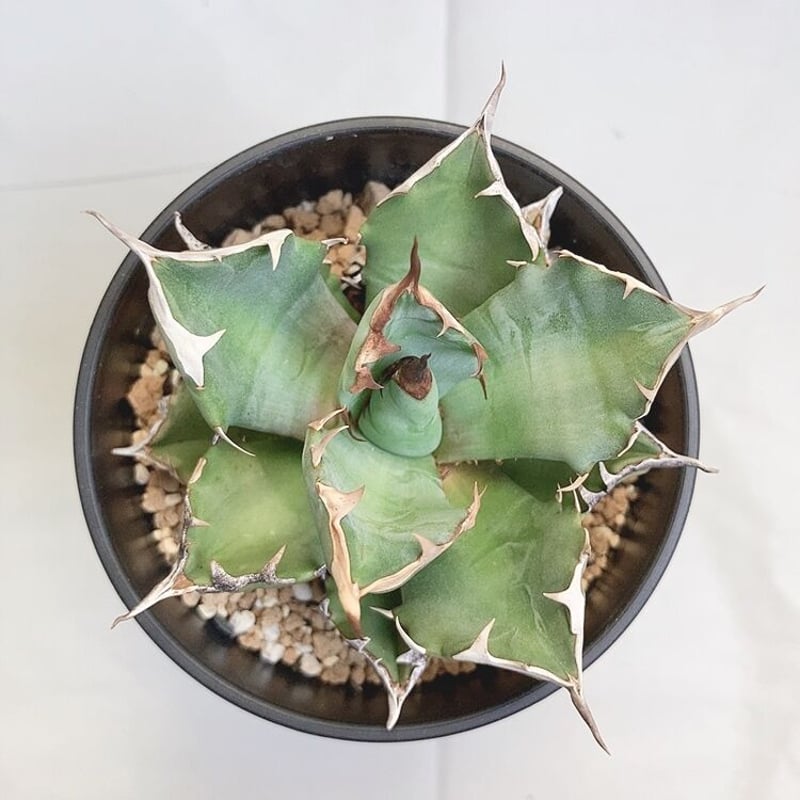 アガベ チタノタ ナンバーワン NO.1 コンパクト 肉厚 農大系④