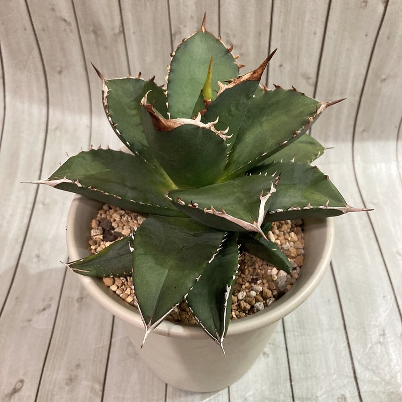 アガベ チタノタ Rose type Fo-076 イラン産 激締まりフォルム 【公式