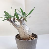 アガベ パリー トランカータ 吉祥天 直径約15センチ | 4S'easons.