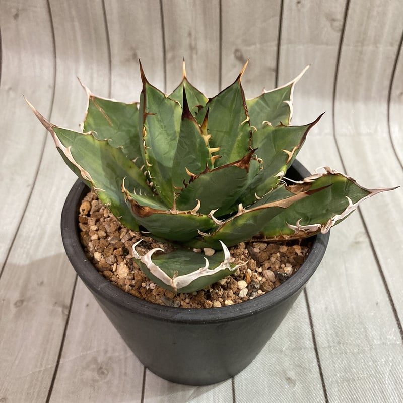 アガベ シーザー錦 覆輪斑 鉢ごと 匿名配送【鉢ごと発送】発根済み アガベ アガベ シーザー錦 覆輪斑 鉢ごと 匿名配送【鉢ごと発送】発根済み アガベ