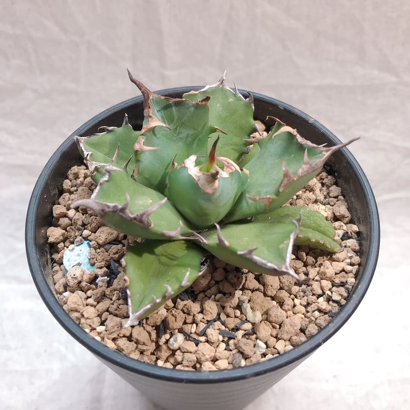 アガベ チタノタ ナンバーワン NO.1 コンパクト 肉厚 農大系⑥