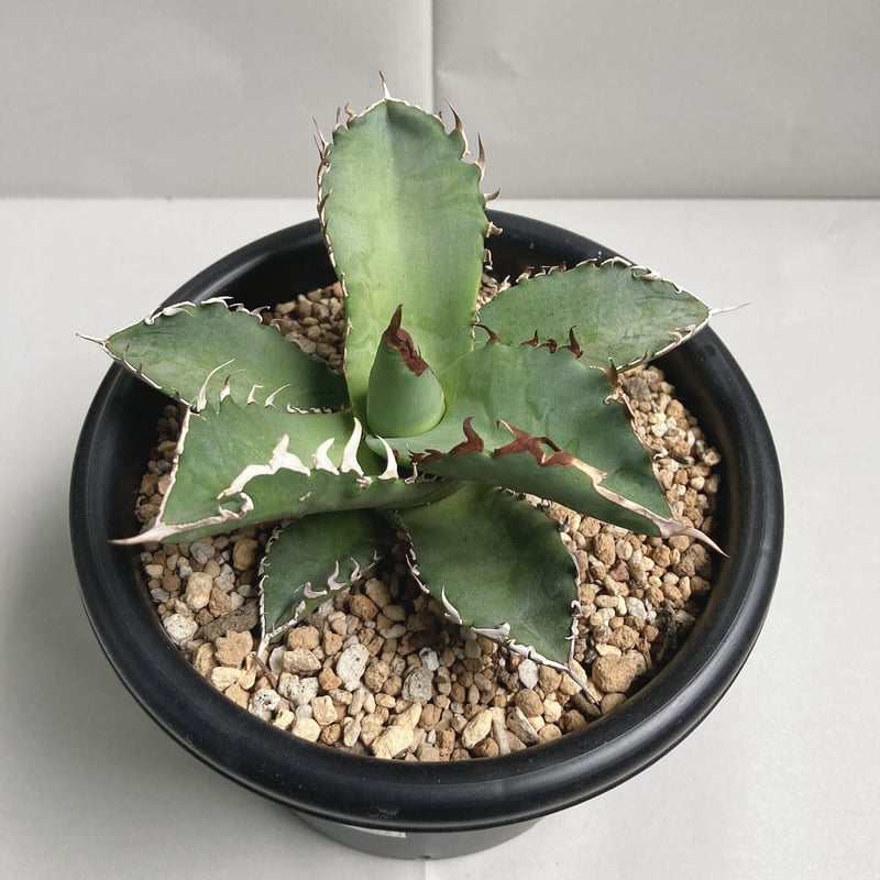 アガベ チタノタ 白鯨 強棘 元祖タイプ | 4S'easons.