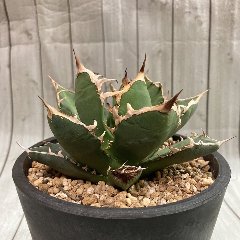 アガベ チタノタ 烈焔 台湾株 子株付き 台湾lize産 極上株】Agave