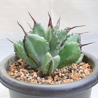 アガベ チタノタ 表棘裏棘 Special個体 子株 | 4S'easons.