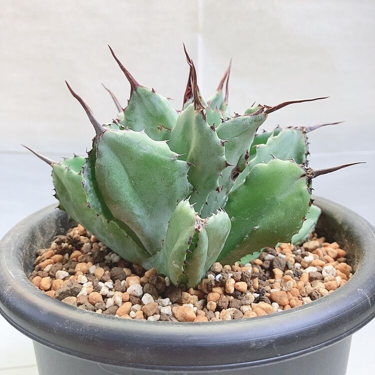 ☆jc'sシャドウ☆ 発根済み　6号鉢　② モンスト　アガベ ☆jc'sシャドウ☆ 発根済み 6号鉢 ② モンスト アガベ