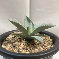 アガベ パリー トランカータ 丸葉 直径17センチ | 4S'easons.