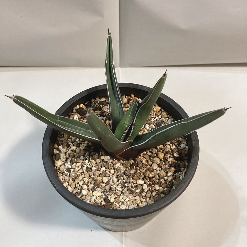 アガベ 　ニッケルシー　大株 アガベ ニッケルシー大株