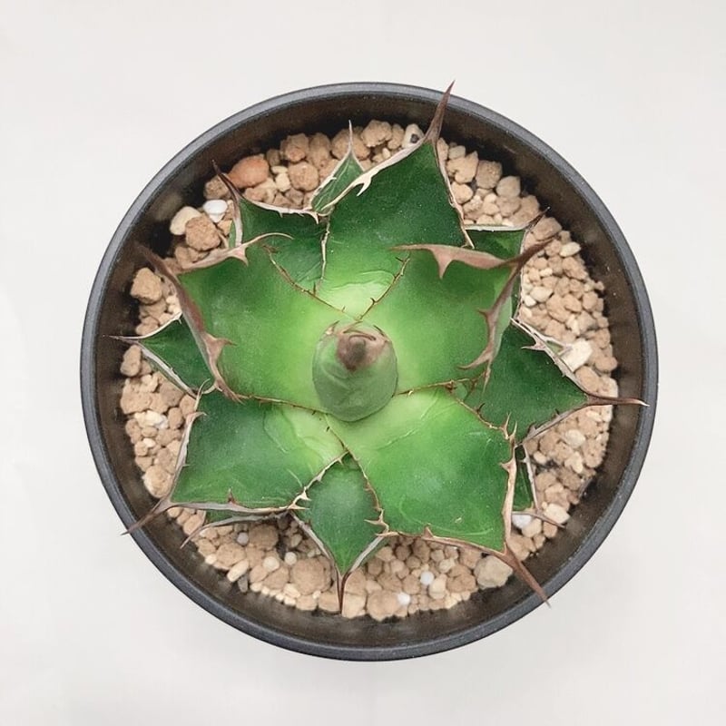 早い者勝ち！アガベ　ホリダ超美形コンパクト極上株 特価】アガベ ホリダ 極上コンパクト株 - メルカリ