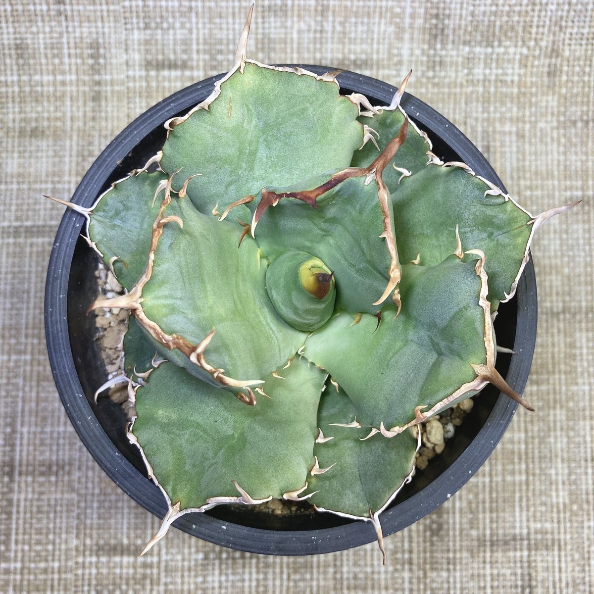 アガベ✴︎チタノタ✴︎ドラゴンクロー✴︎大きめ中美株✴︎短葉極上強棘✴︎低重心✴︎タグ付き Yahoo!オークション - 186Agave titanota Dragon glow アガベ