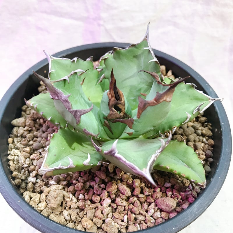 アガベ チタノタ ナンバーワン NO.1 コンパクト 肉厚 農大系① | 4S