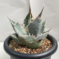 アガベ パラサナ 実生株 | 4S'easons.