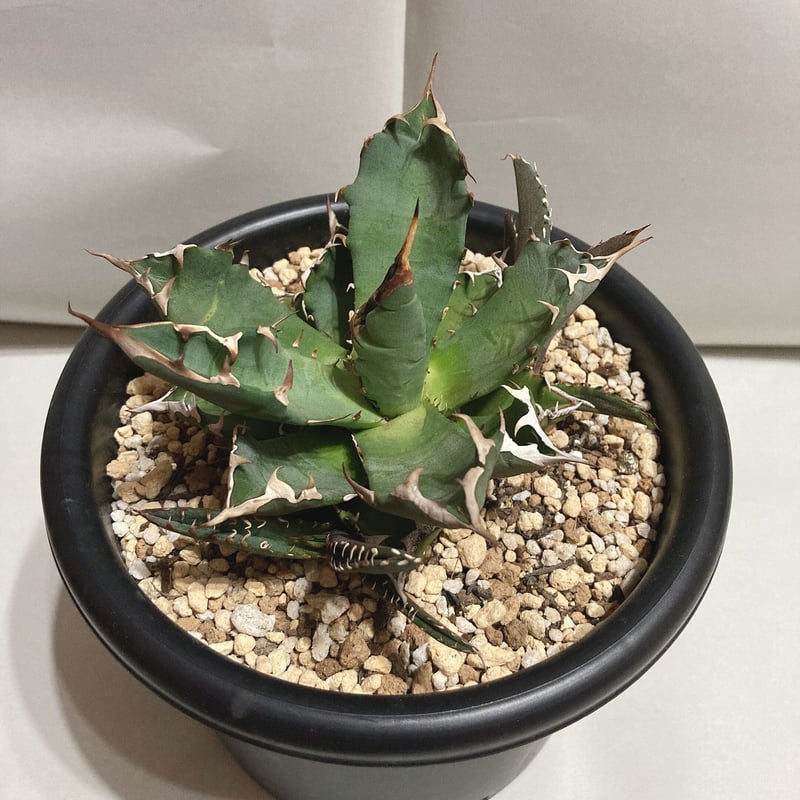 アガベ チタノタ ナンバーワン 農大 Agave Titanota No.1フラワー