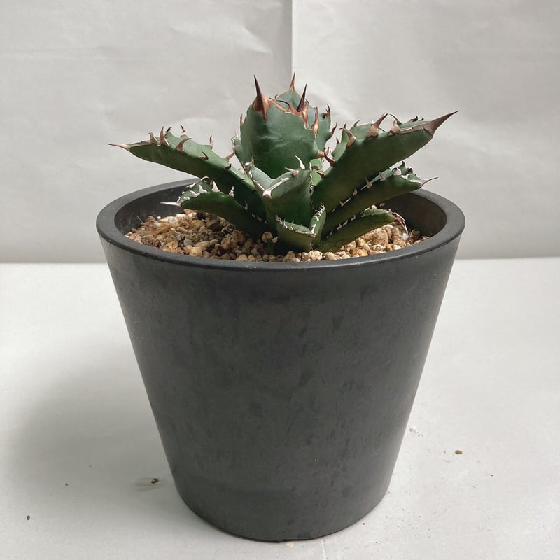 アガベ チタノタ 農大 肉厚 | 4S'easons.