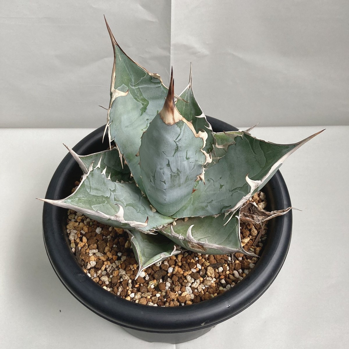 アガベチタノタ　ホワイトアイス　かなりの大株 アガベ チタノタ ホワイトアイス | 磨 Detailing