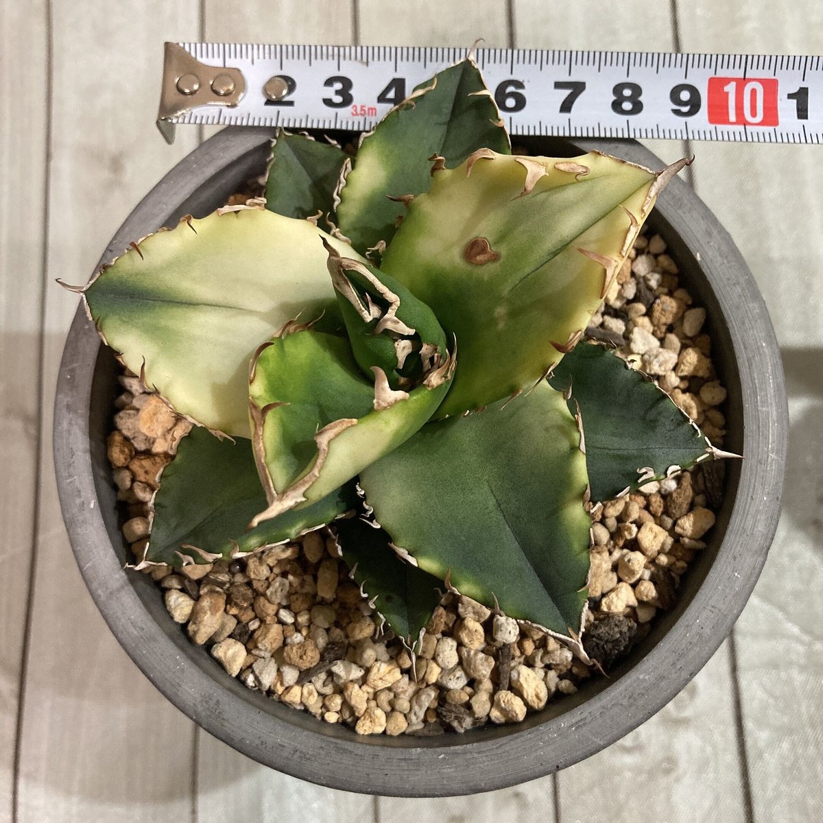 アガベ　ドラド　曙斑 fit=cover,w=800,h=800