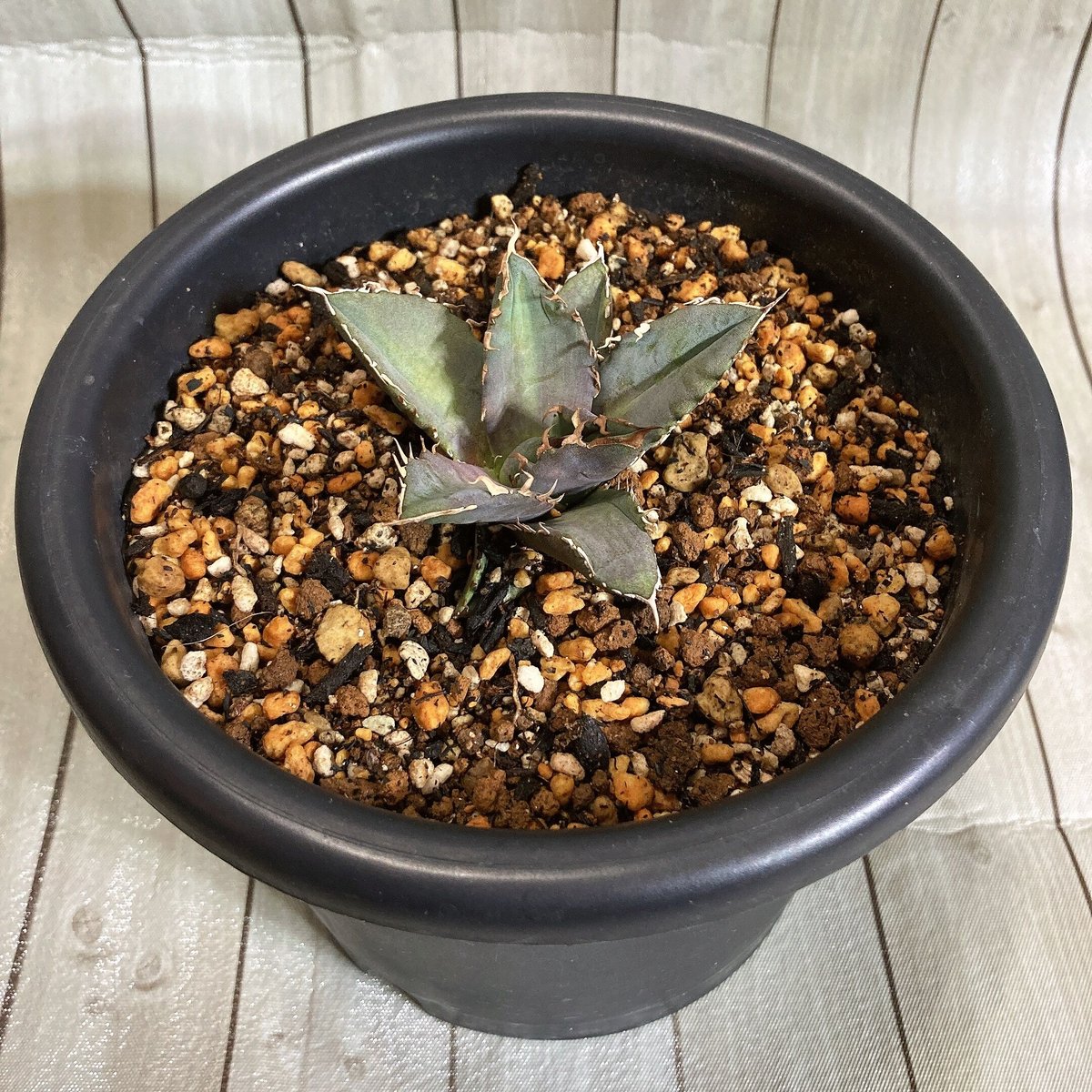 アガベ チタノタ ホワイトファイヤー うねり棘 極上カキコ 鉢ごと