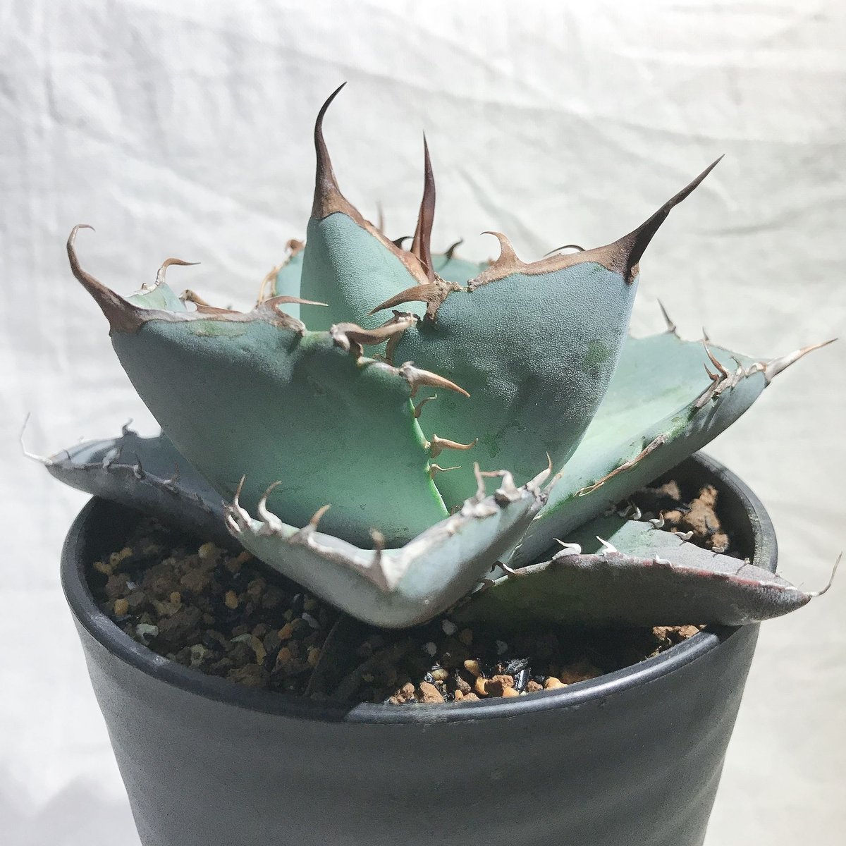 アガベ チタノタ ホワイトアイス 丸葉 短葉 肉厚 | 4S'easons.