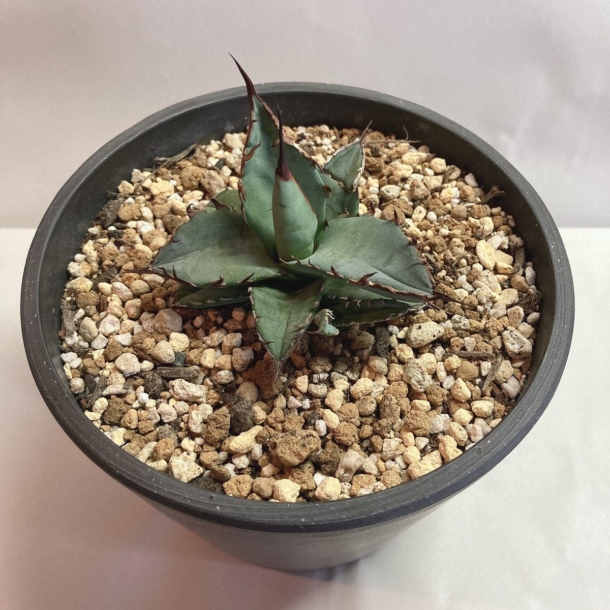 アガベ チタノタ 黒棘 強棘 子株付き | 4S'easons.