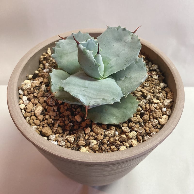 アガベ イシスメンシス ワイドリーフ 丸葉 希少 | 4S'easons.