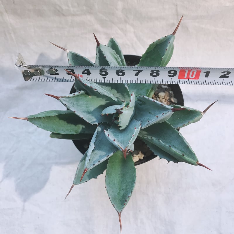 60株多肉植物 アガベ　ポタトラム　キュービック 多肉植物工房 花安 レア | 「アガベ・ポタトラム キュービック