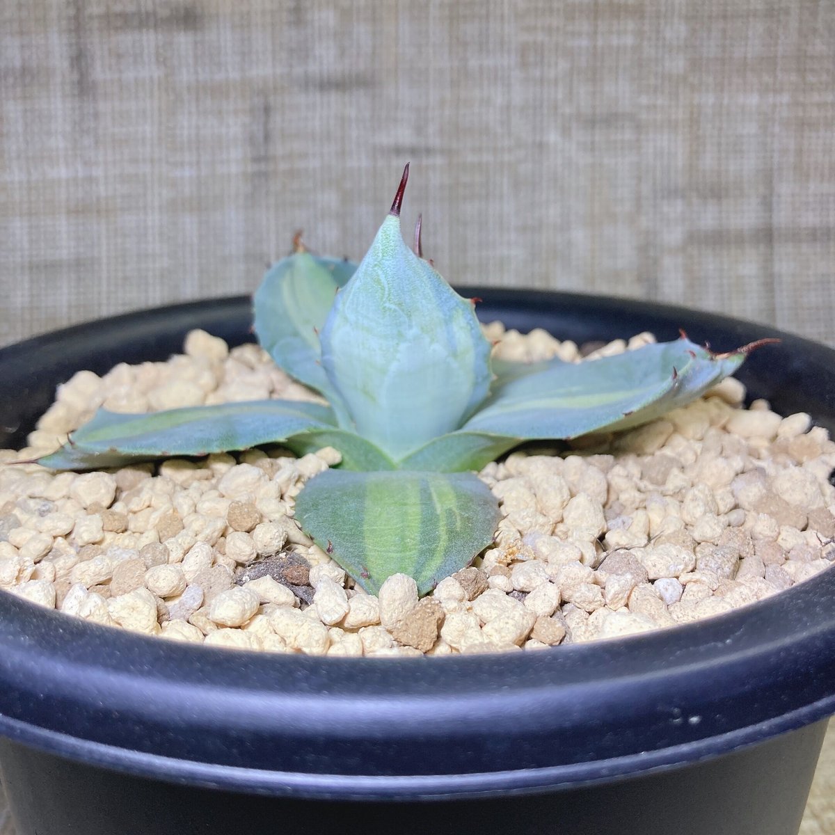 専用 アガベ　パリー　ホーチエンシス　です アガベ・パリー 'ホーチエンシス'（吉祥天）｜Agave parryi var