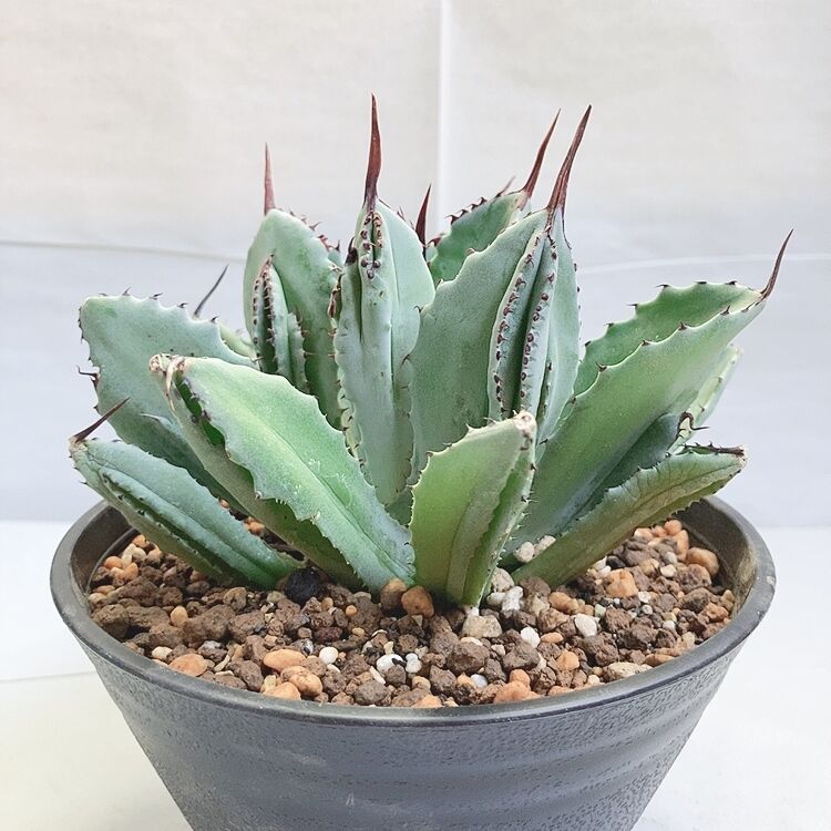 アガベ ポタトラム キュービック | 4S'easons.