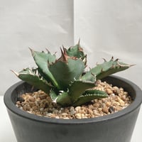 アガベ パラサナ 実生株 | 4S'easons.