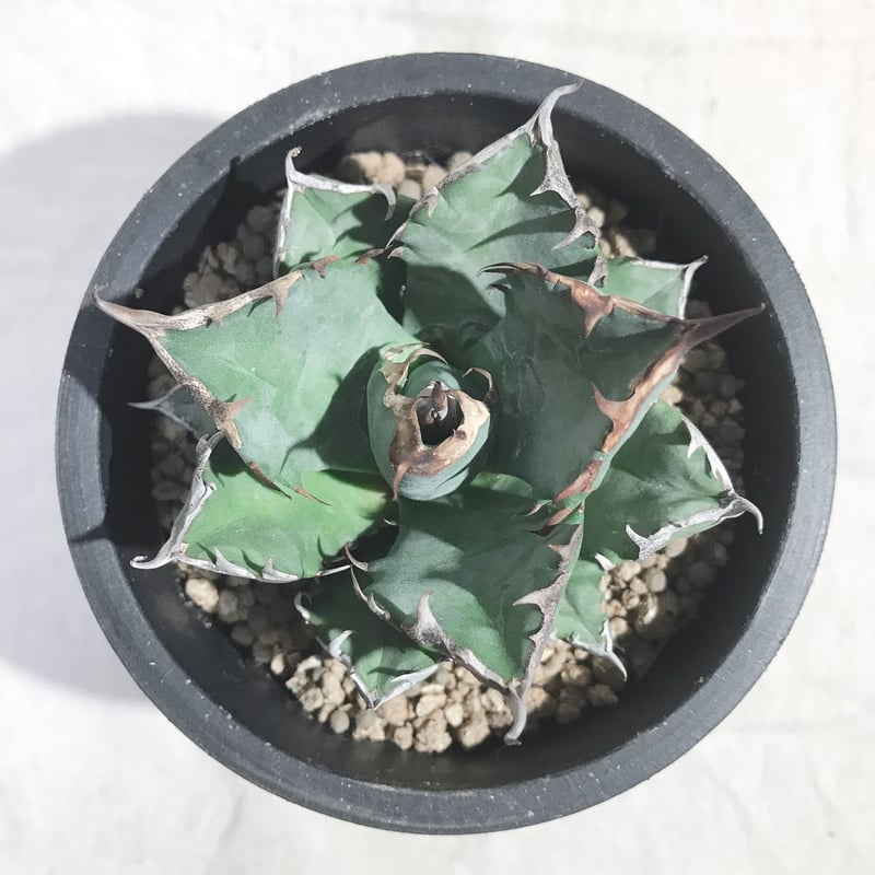 アガベ チタノタ ナンバーワン NO.1 コンパクト 肉厚 農大系④ 送料