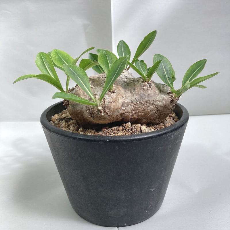 名作 現地球 パキポディウム ブレビカウレ 恵比寿笑い 植物/観葉植物