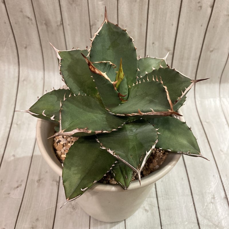 AGAVE TITANOTA GODZILLA OC 胴切り子株 AGAVE TITANOTA GODZILLA OC 胴切り子株