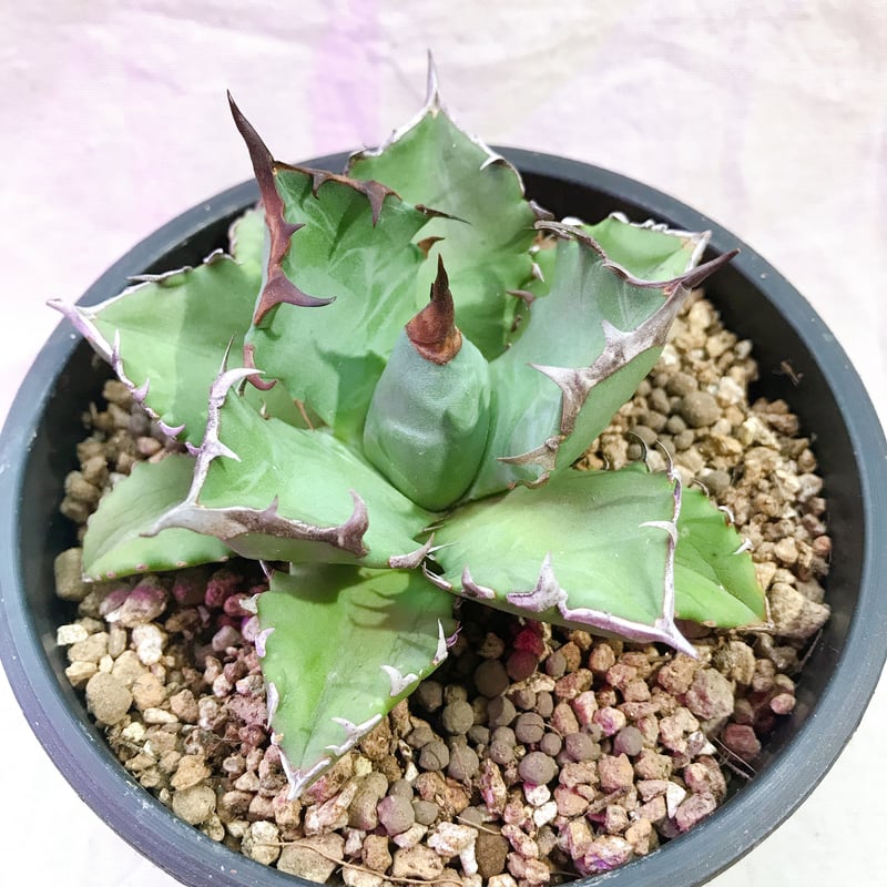 アガベ チタノタ ナンバーワン NO.1 コンパクト 肉厚 農大系① | 4S