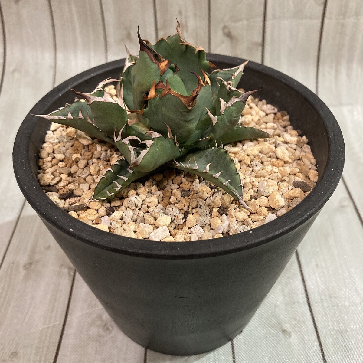 多肉植物 アガベ・チタノタ 農大姫厳龍 （台湾株）