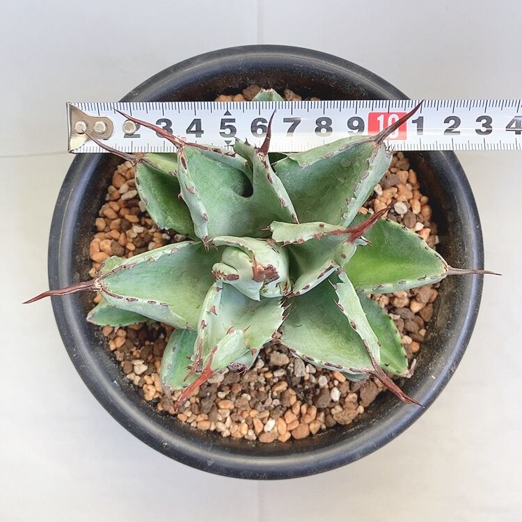 アガベ ポタトラム キュービック モンスト 短葉 | 4S 