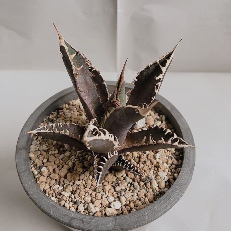 アガベ チタノタ レッドキャットウィーズル 裏棘 | 4S'easons.