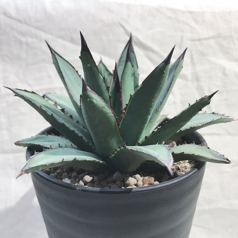 アガベ ブルーエンペラー 強棘 裏棘 棘直径12㎝以上 | 4S'easons.