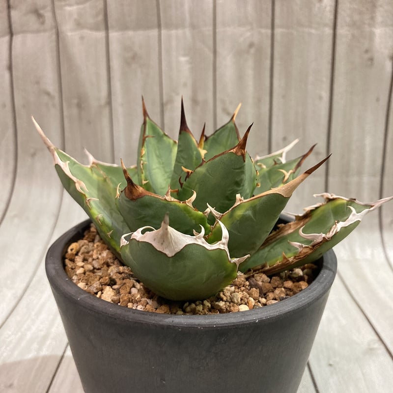 アガベ・チタノタ 鰐亀（芽）-014｜agave titanota alligator sna