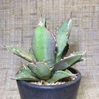 アガベ チタノタ 表棘裏棘 Special個体 子株 | 4S'easons.