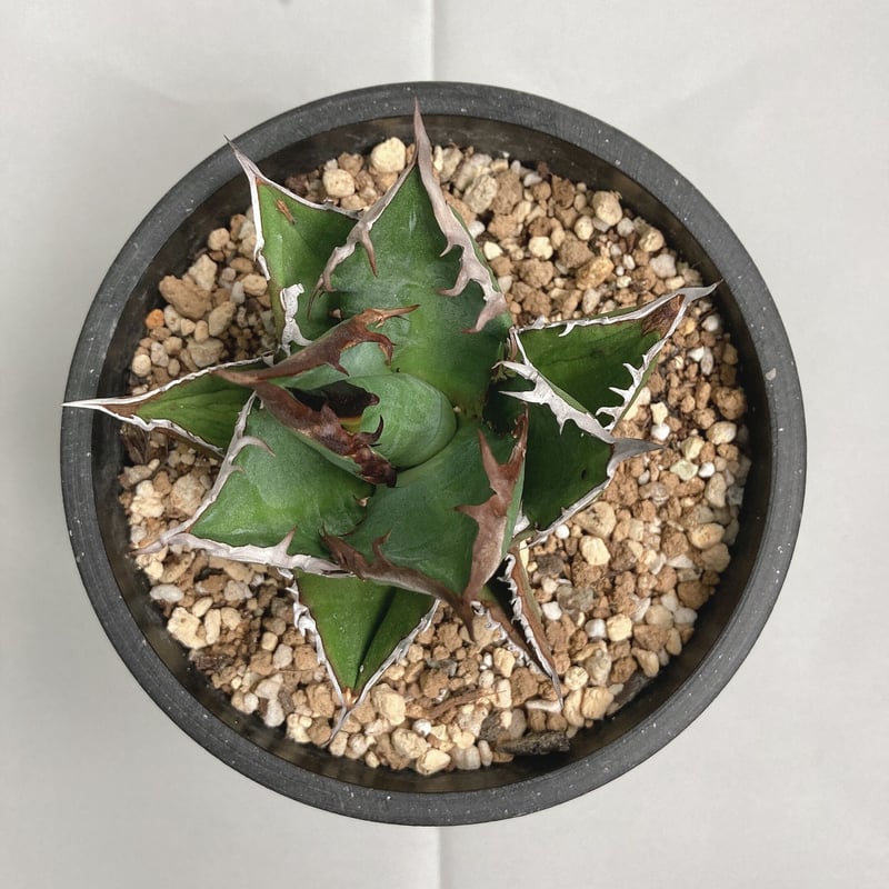 アガベ チタノタ ブラックファイヤー 連棘 特殊棘 | 4S'easons.