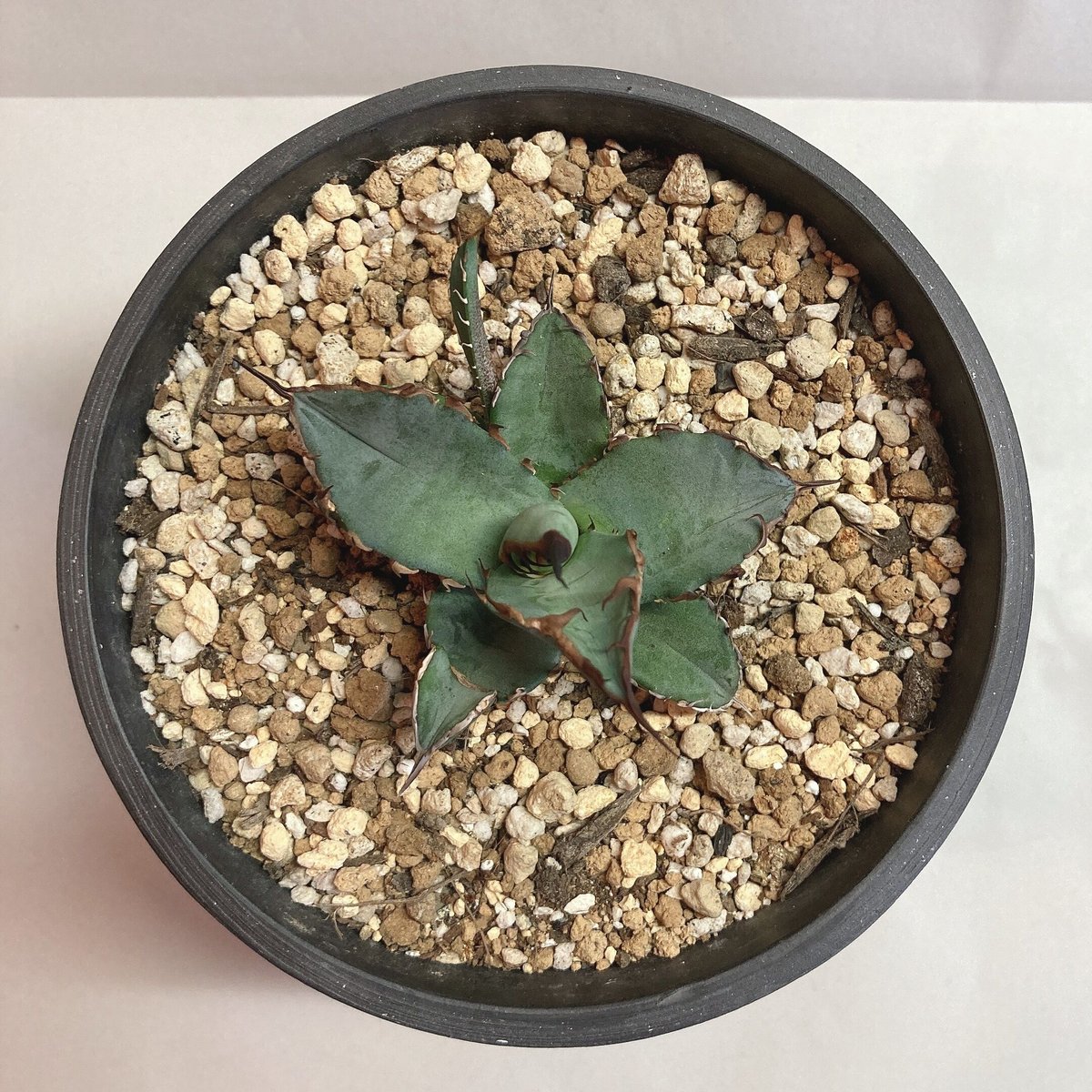 アガベ✴︎チタノタ✴︎ドラゴンクロー✴︎大きめ中美株✴︎短葉極上強棘✴︎低重心✴︎タグ付き Yahoo!オークション - 186Agave titanota Dragon glow アガベ