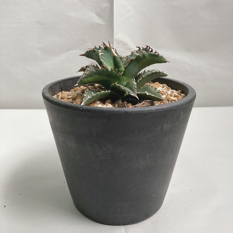 アガベ チタノタ 中斑 季節斑 ソーラーエクリプス