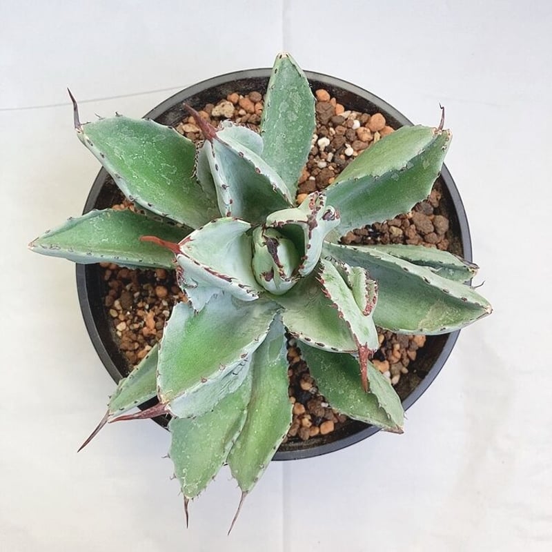 アガベ ポタトラム キュービック | 4S'easons.