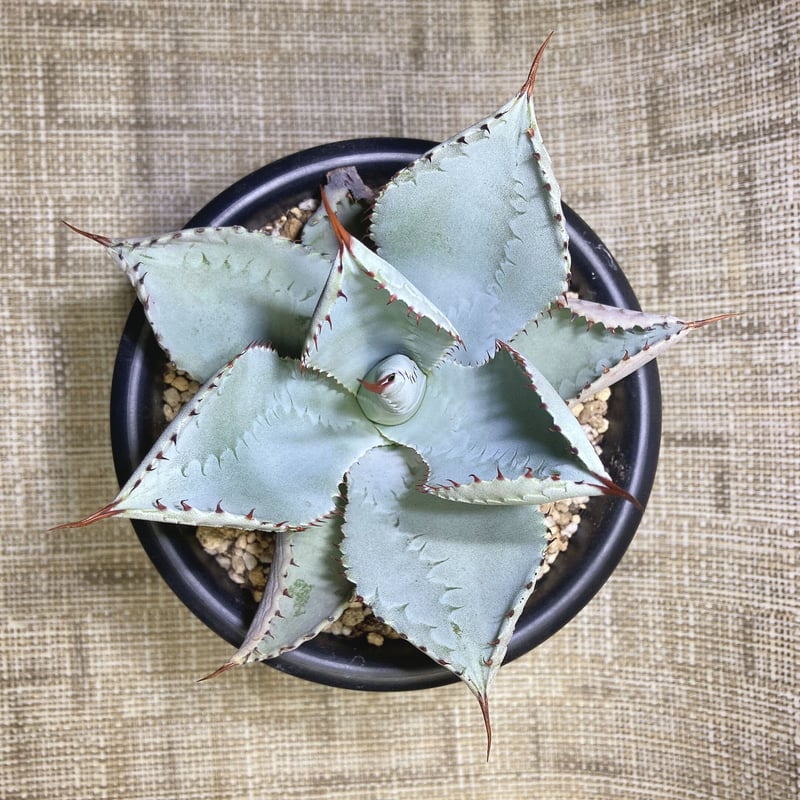 アガベ ドラゴントゥース　15センチ鉢 アガベ ドラゴントゥース 15センチ鉢