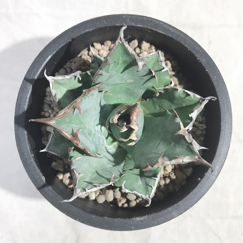 アガベ チタノタ ナンバーワン NO.1 コンパクト 肉厚 農大系④ 送料