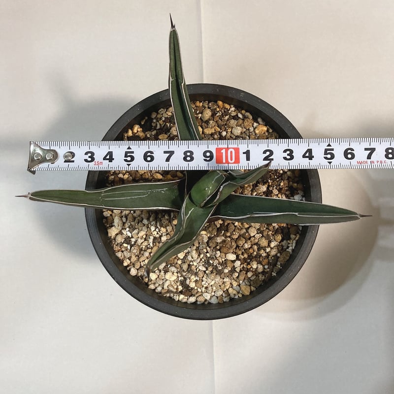 アガベ ニッケルシー 笹吹雪 うねり | 4S'easons.