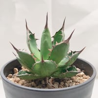 アガベ チタノタ 表棘裏棘 Special個体 子株 | 4S'easons.