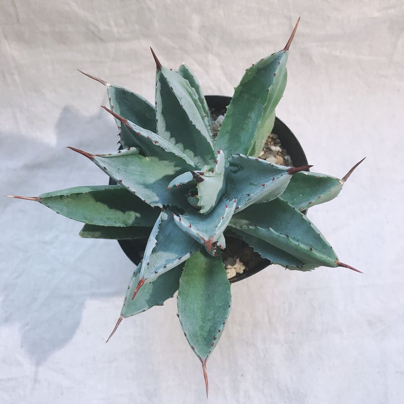 アガベ ポタトラム キュービック 双棘 Y字の葉が激レア✨ | 4S