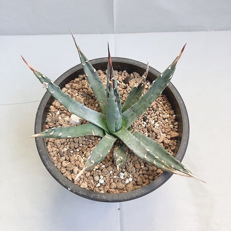 【発根済み】アガベ・ユタエンシス・ネバデンシス 特注カラー伝市鉢付き アガベ ユタエンシス ネバデンシス 鉢付き 強棘 | 4S'easons.